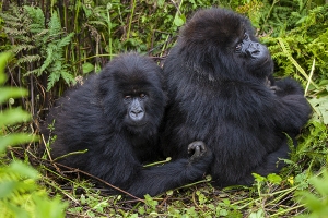 Gorily horské